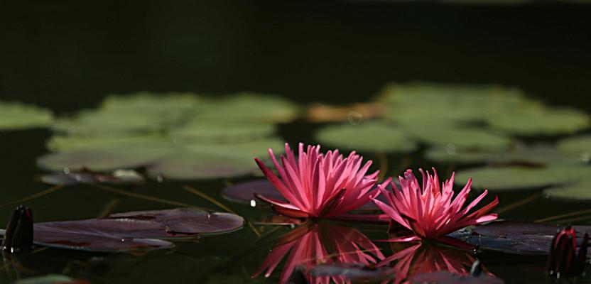 睡莲四字花语解读（用花语诠释睡莲之美）
